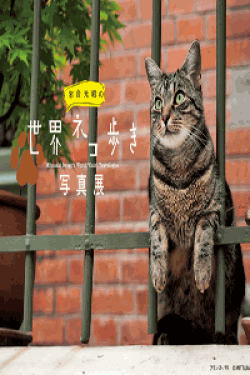 [DVD] 岩合光昭の世界ネコ歩き【完全版】(初回生産限定版)