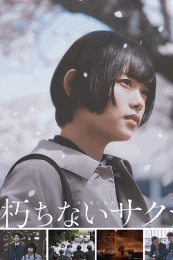 [DVD] 朽ちないサクラ