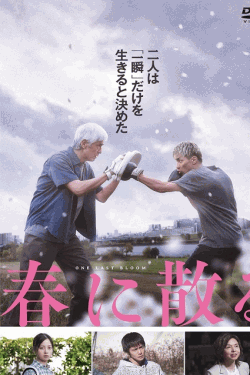 [DVD]  春に散る